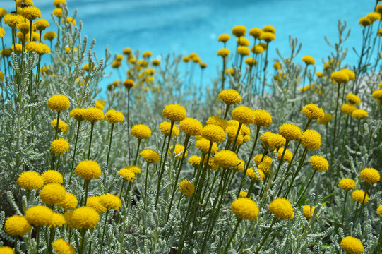 Fleurs jaunes de santoline ( Santolina chamaecyparissus), dans une prairie verte et fleurie vers une piscine. Fleurs sauvages des champs ou de jardin en gros plan ressemblant à un pissenlit vers l'eau