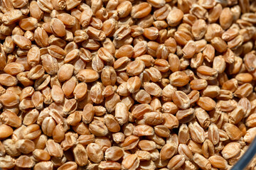 Wheat grain as background texture