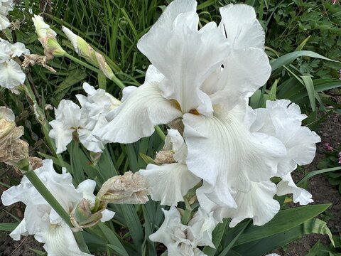 White bearded iris (lat. Iris) in the summer garden. German Iris white flower close-up