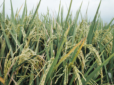Indonesian paddy rice field scenery in Semarang regency, Central Java. Can be used for wallpaper or background