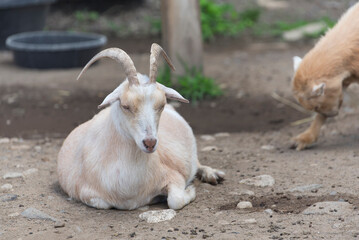 Goat in a zoo enclosure