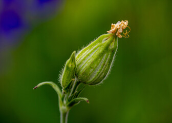 macro of a plant