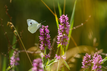Butterflies on a meadow in Romania