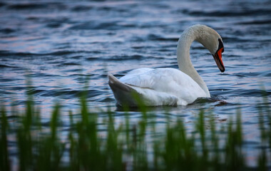 white swan in the water