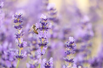 honey bee pollenates the lavender flowers