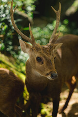 A portrait of Bawean Deer, A family of cervidae in zoo