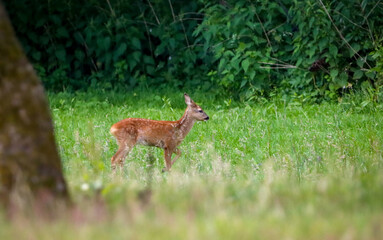 Obraz na płótnie Canvas young baby deer in the grass
