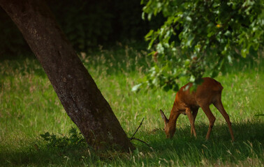 brown deer under the tree