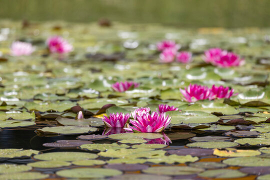 pink water lilies blooming in a freshwater pond