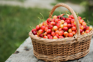 A large wicker basket with ripe cherries on the grass in the garden