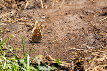 Butterflies on a meadow in Romania