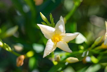 oleander flower light yellow close up