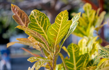 codiaeum variegatum close-up © ksena32