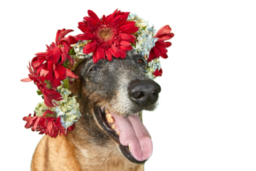 a senior belgian malinois with real red and white  flowers on her head with a smiling face 