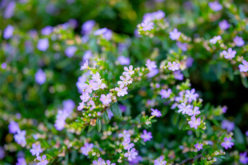 Cuphea hyssopifolia flowers close up