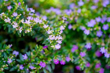 Cuphea hyssopifolia flowers close up