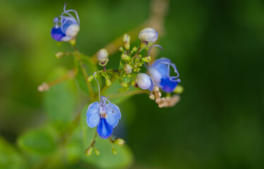 Fototapeta na wymiar blue rotheca flower close up