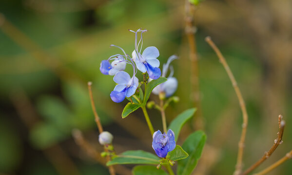 blue rotheca flower close up