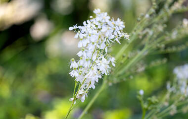flowers white filipendula closeup