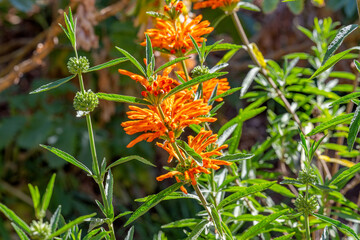 flowers leonotis motherwort close-up