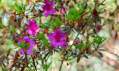 pink rhododendron flowers close up