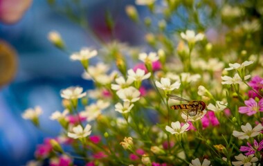 colorful flowers with a macro insect