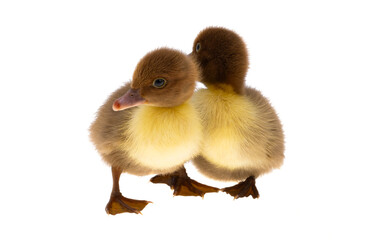 little ducklings isolated