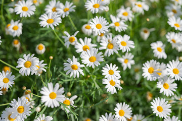 Fototapeta premium chamomile flowers growing in a flower bed
