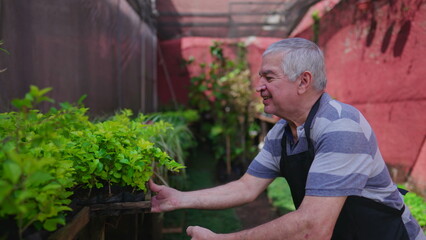 Fototapeta premium Joyful experienced senior gardner putting basket of plots of plants on shelf standing in rural backyard outside