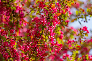 blooming apple tree with red flowers in spring
