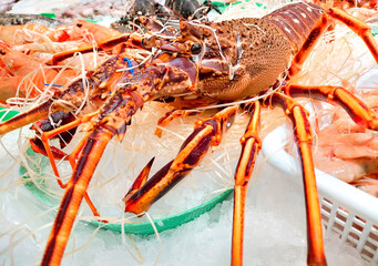 Palinurus elephas, European Lobster or Common Lobster close up at a fishmonger on top of the ice
