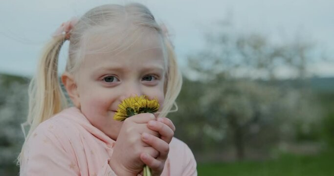 Little blonde girl with two ponytails with bouquet of dandelions ogle and smells flowers. Close up.