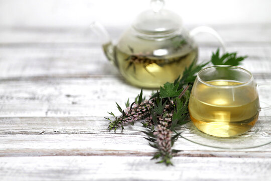 Leonurus cardiaca, known as motherwort is an herbaceous perennial plant.Medicinal plant. Motherwort