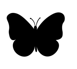 butterfly illustration