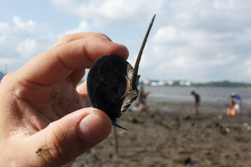 A photo of Horseshoe crab in hand