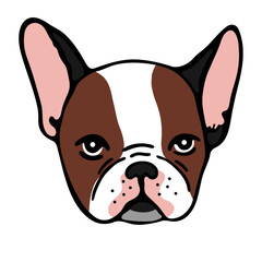 Portrait of a French bulldog on a white background