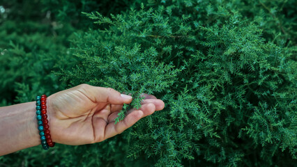 Soothing Serenity: Female Hand Touch a Smooth Green Spruce Leaf