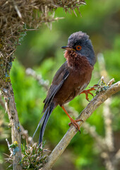 Dartford Warbler, male