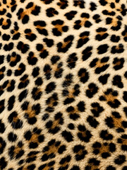 Closeup of leopards (Panthera pardus) MADE OF AI