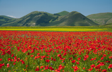 Beautiful flowering of poppies and lentils in Umbria region during summer day of june, Italy