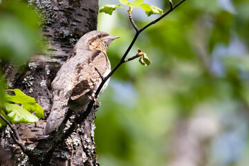 Eurasian wryneck
