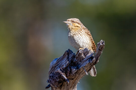 Eurasian wryneck