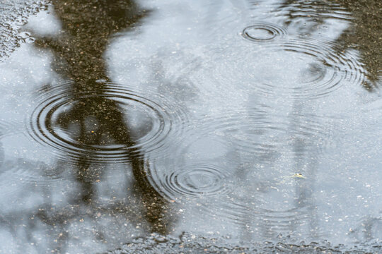 Raindrops on surface puddle in street road. Rain fall and leaving circles on water. Dark silhouettes of trees reflection in transparent puddle. Splashing leaving on surface ripple. Bad sad weather.