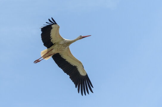 Lecący nisko bocian