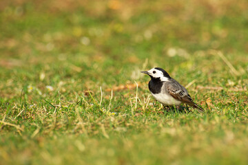 The white wagtail is staying on the lawn