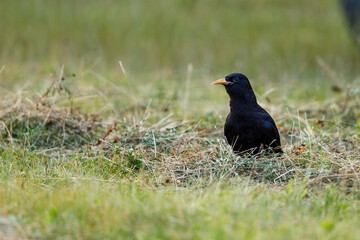 A black crow on a meadow