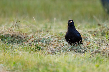 A black crow on a meadow