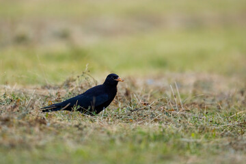 A black crow on a meadow