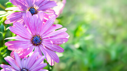 Obraz premium Chamomile flowers. Purple daisies. Close-up of flowers on a blurred background with bokeh elements. Copy space. Garden flowers
