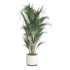 plant in a pot On transparent background PNG file. Can be used for invitations, greeting, wedding card	